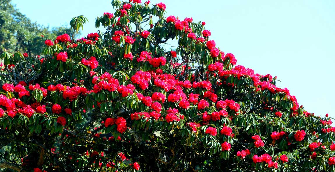 गुराँसकाे राजधानी